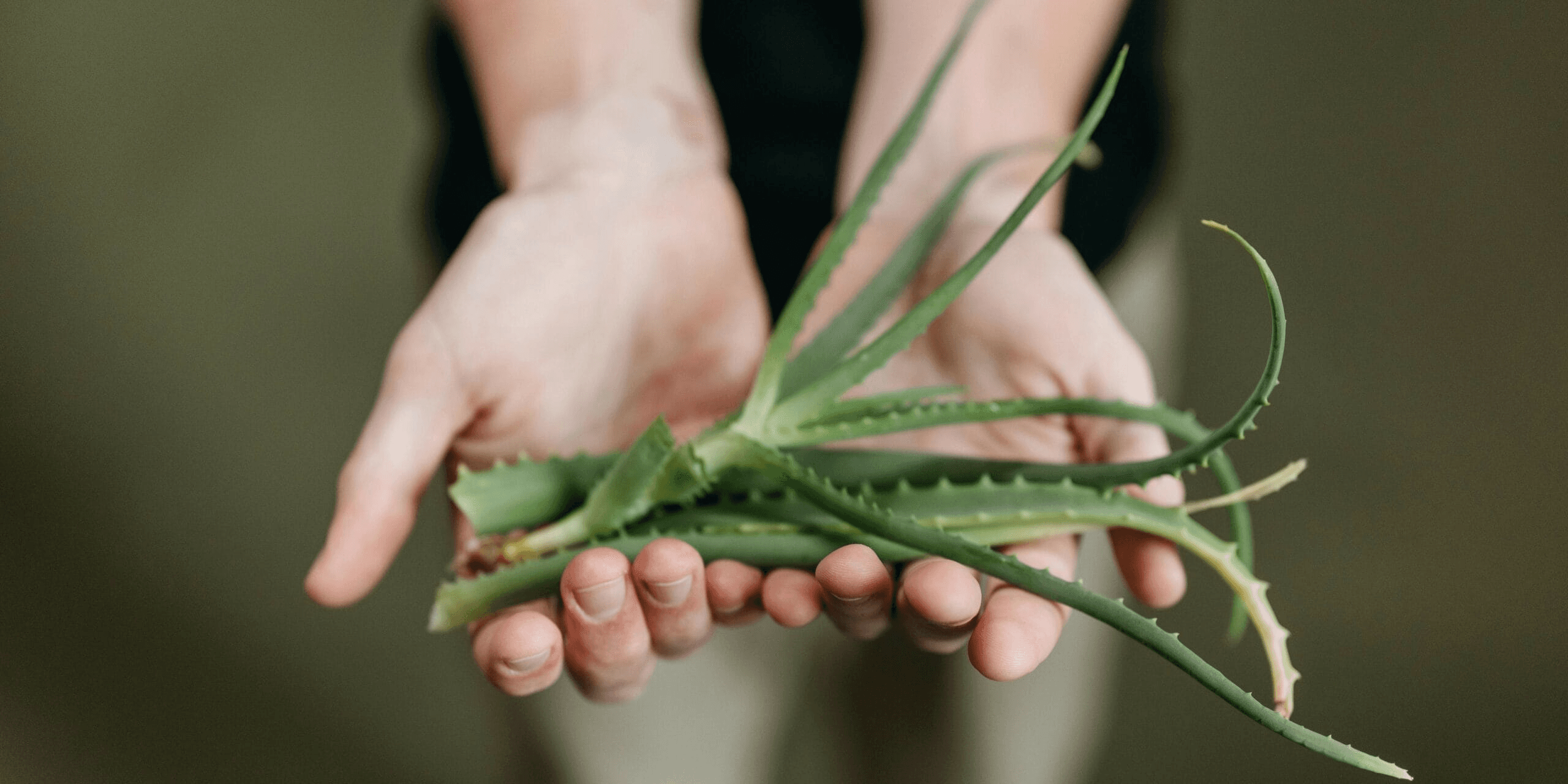 aloe-detox