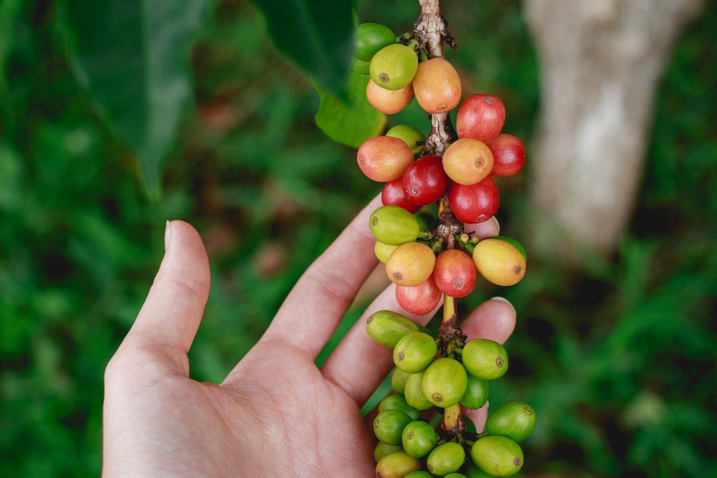 guarana vs. kava