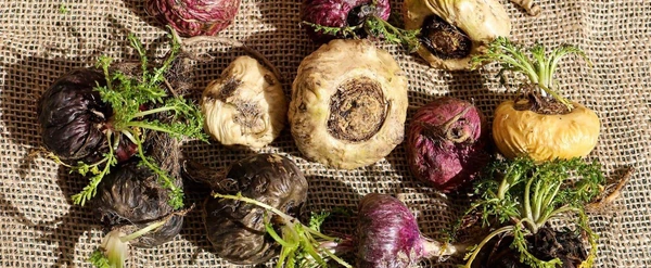 Maca
