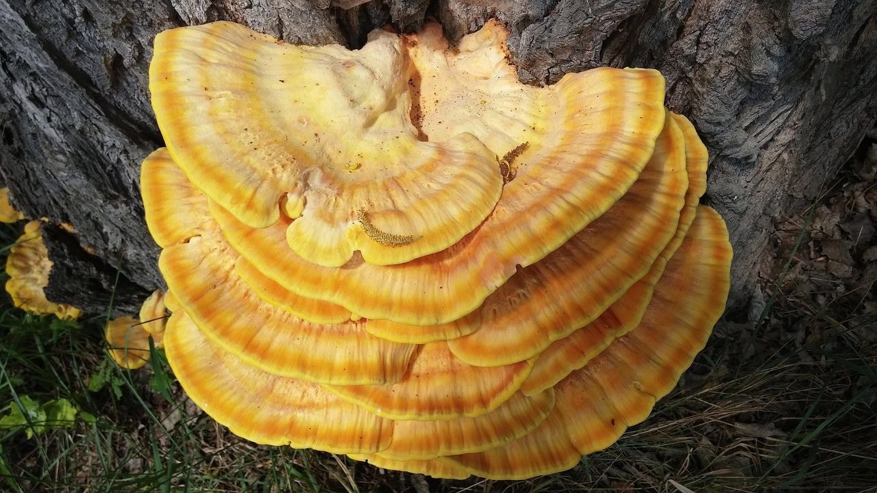 Izdelki z gobo reishi