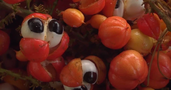 Guarana