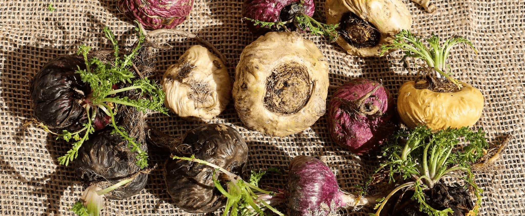 MACA - Kaj je maca in za kaj se uporablja