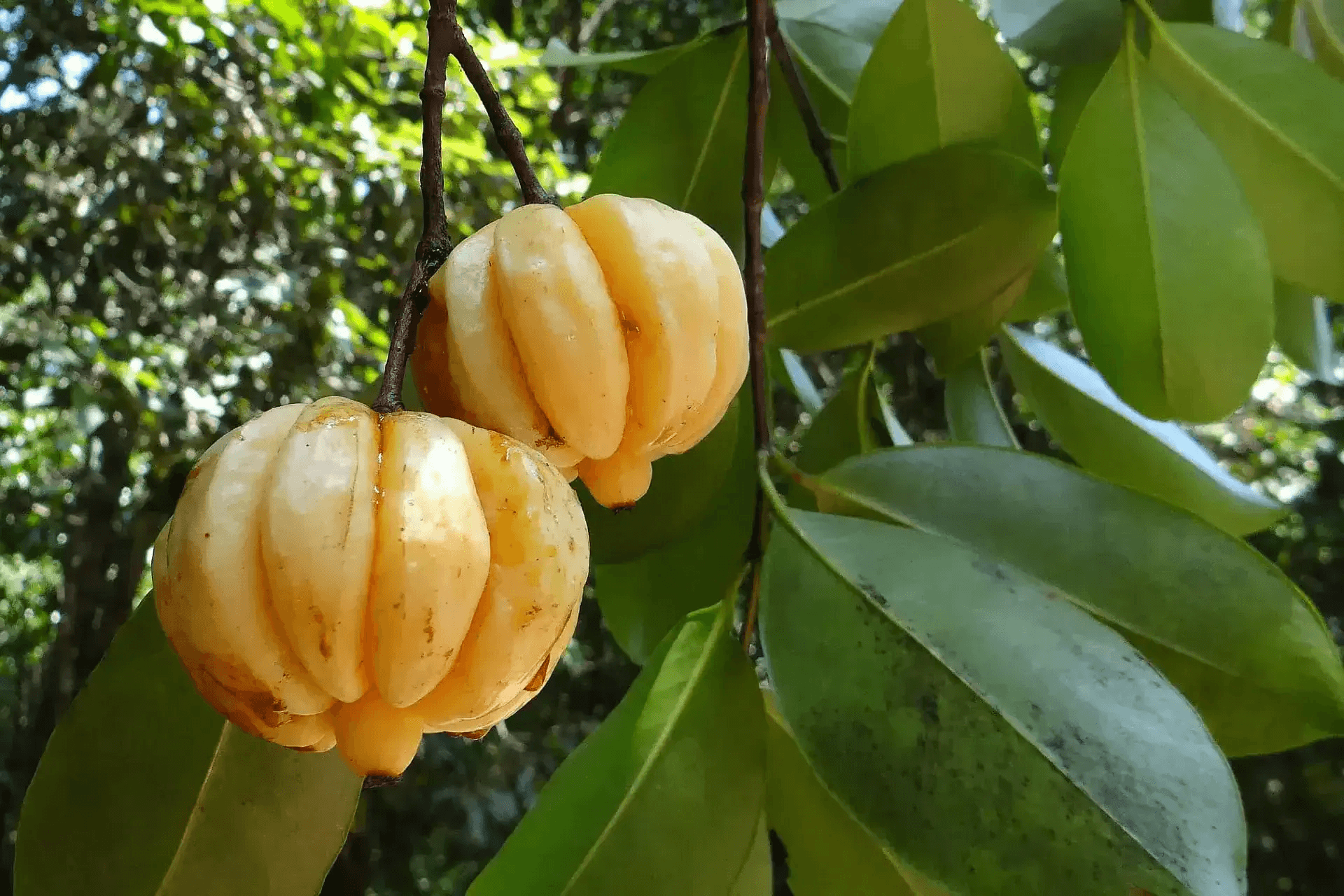 Najboljša garcinia cambogia